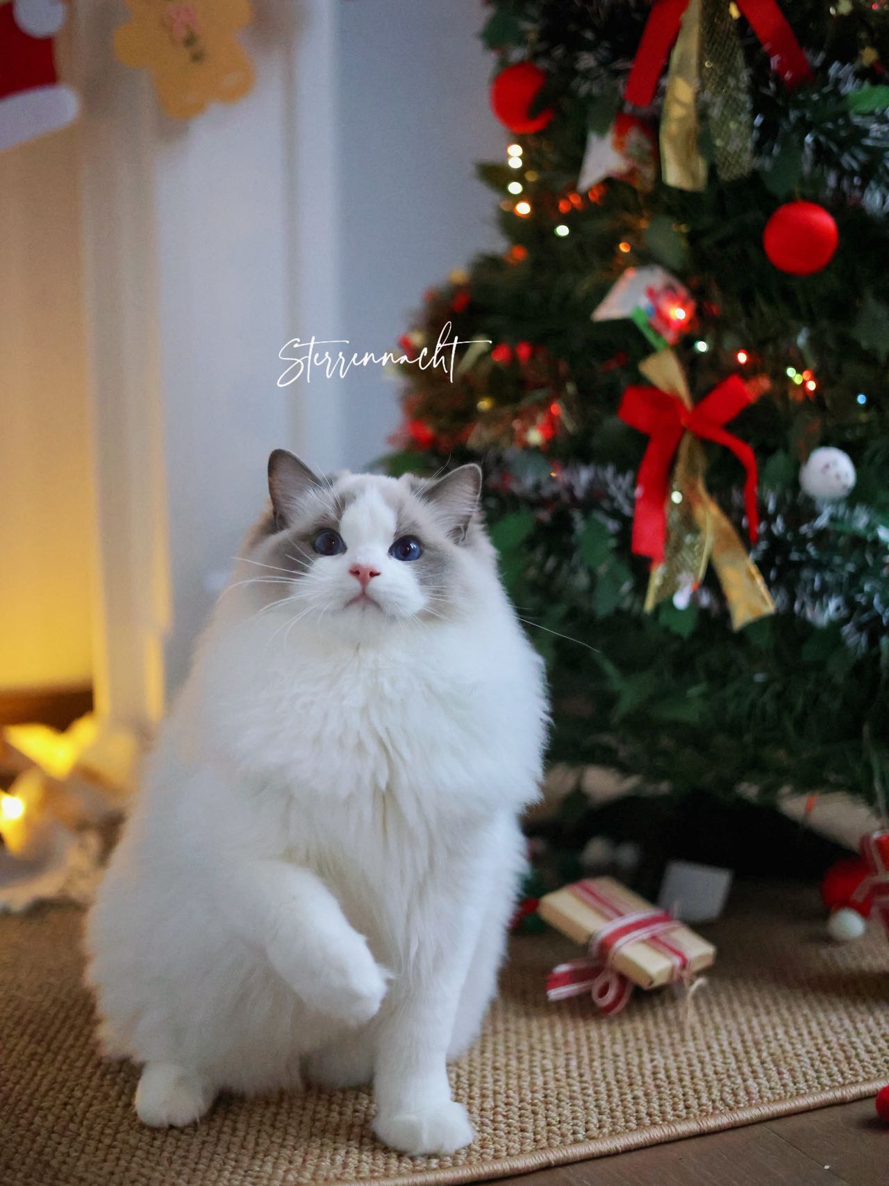 Dobby, my Ragdoll cat